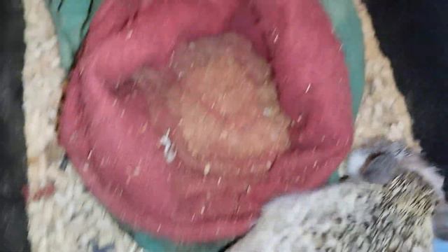 ❗Спасение ежат в новогоднюю ночь🦔🦔 Ч. 3. Rescue escape on New Year's Eve P. 3. #ezhikafro смотреть онлайн