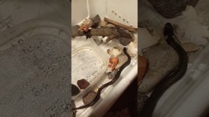 последняя стадия линьки ужа обыкновенного !