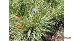 Молиния голубая Виндшпиль ? обзор: как сажать, саженцы молинии Виндшпиль