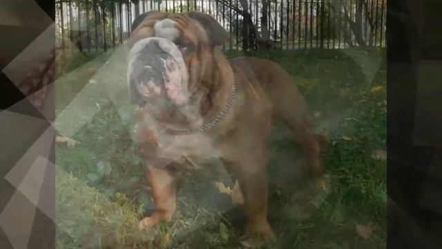 Английский бульдог (Bulldog) - породы собак