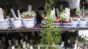 #houseplants  hunting In the UK /  Our First Vlog !/ #Conservatory Archive Visit