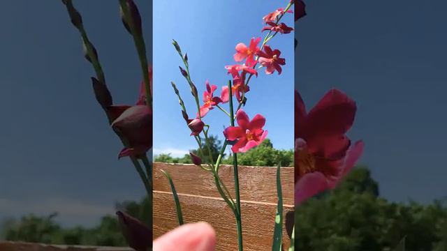 Burrageara Nelly Isler - Cambria - Dama dansante смотреть онлайн