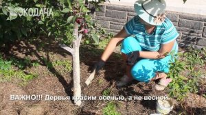 Как защитить плодовые деревья от мышей и морозобоин.