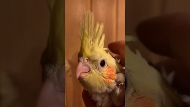 Шипение недовольного попугая