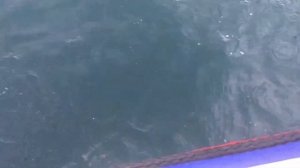 Рыбалка на Сахалине. Рыба Собака, камбала и треска.