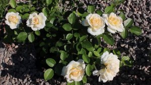 роза Cream Abundance