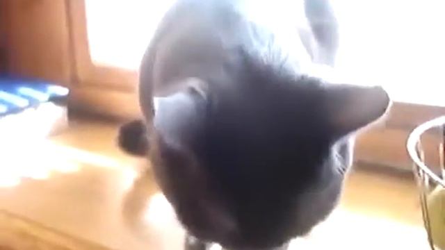 Что говорит кошка