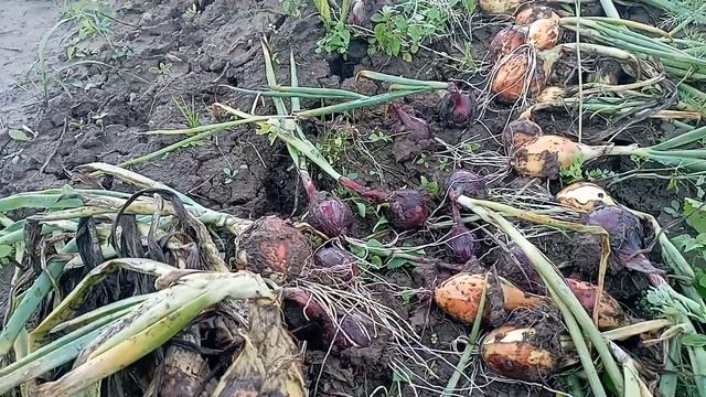 Убираю лук смотреть онлайн