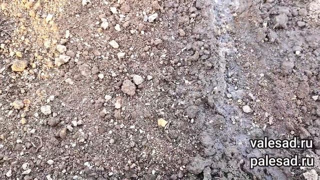 ПОСЕЙТЕ ТАК УКРОП! Укроп взойдет щеткой!