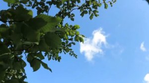 Ulmus minor jilm habrolistý