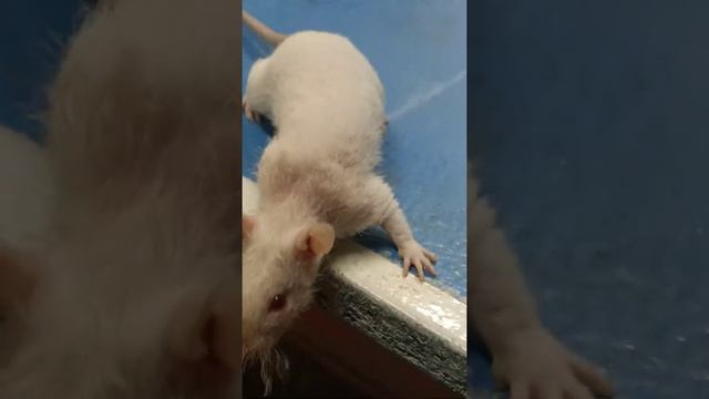 Крысы и кусок печенья смотреть онлайн