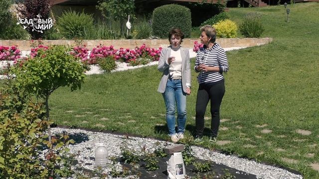 Розы без прополки и рыхления. Сажаем на геотекстиль