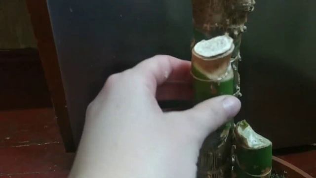 Размножение диффенбахии. Черенкование смотреть онлайн