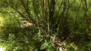 ЗА ГРИБАМИ С МЕТАЛЛОИСКАТЕЛЕМ / как найти грибы и клад