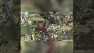 Урожай Джеромини