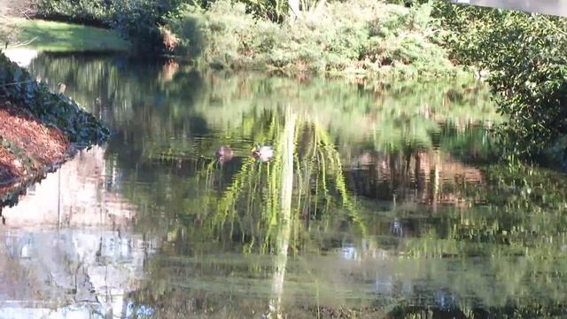 Canon PowerShot S110 | Full HD-video смотреть онлайн