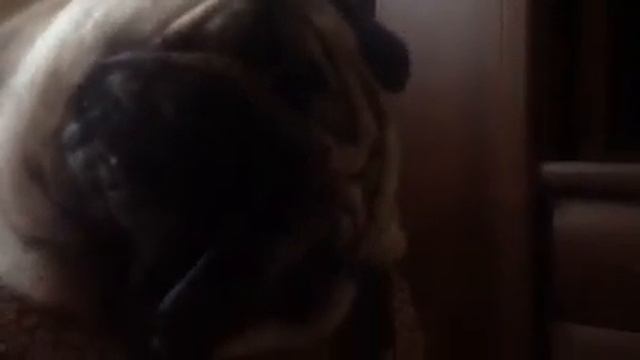 Собачий сон смотреть онлайн