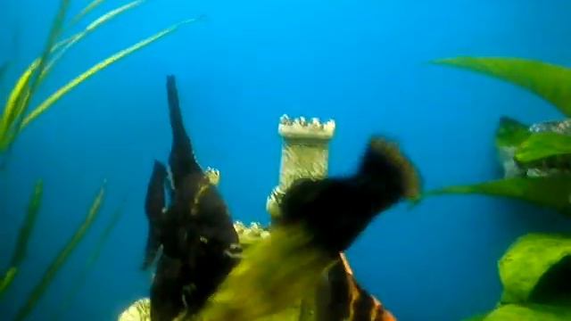 Скалярии смотреть онлайн