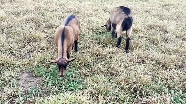 ? Про моих Козлов ?Как кормлю коз-подростков зерном??Пушистые комочки шпицы ? смотреть онлайн