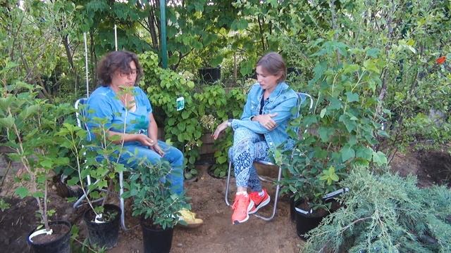 Жимолость агротехника и сорта. смотреть онлайн