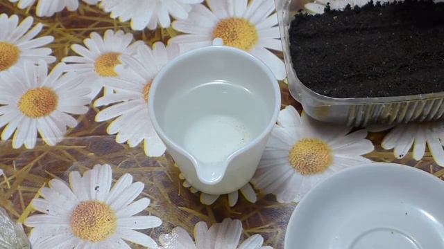 Сеем эустому двумя способами. смотреть онлайн