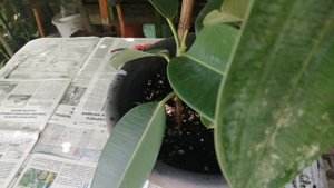 Пересадка комнатных растений. Часть 1.