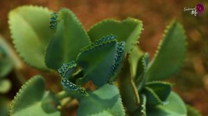 Приготовить домашнее кокосовое масло не так просто, как кажется на вкус!