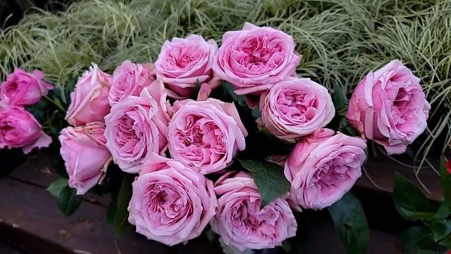 Unboxing David Austin Wedding roses!!! ~~ Constance, Miranda, Tess ~~ смотреть онлайн