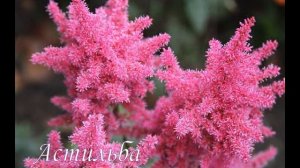 Лучшие цветы для КИСЛЫХ почв
