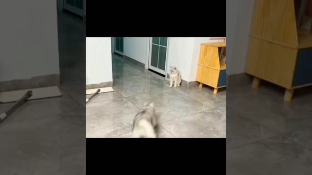 ДомашниеПитомцы