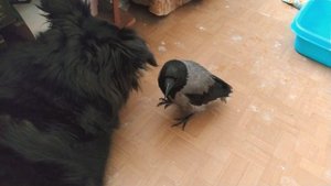 Что с хвостом у вороны? Когда он вырастет?