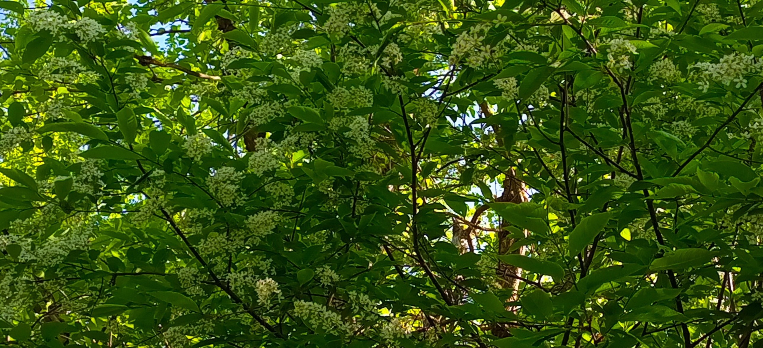 Пение птиц в мае. смотреть онлайн