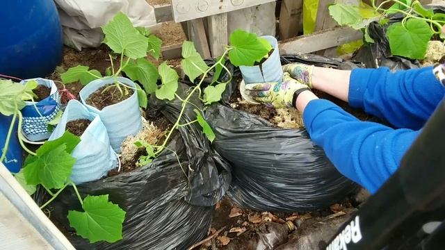 Высаживаю рассаду ОГУРЦОВ для раннего потребления в теплицу-Зозуля и Мурашка. смотреть онлайн