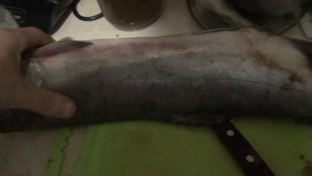 Как выбрать горбушу с икрой. Икра красная и составляет 15 % от веса самой самки. смотреть онлайн