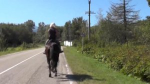 ПРОДАН! Жеребец, иноходец. Иноходь "перувийского пасо"