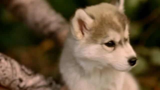 ФОТОШКОЛА фотосессия в студии ФОТОСЕССИЯ С ХАСКИ фотограф Мусская Татьяна