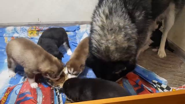 Первая прогулка || ЩЕНКИ ХАСКИ 20 дней первый раз пробуют СУХОЙ КОРМ смотреть онлайн