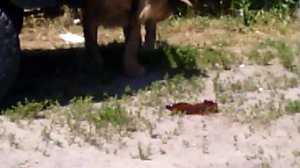 Волгодонск