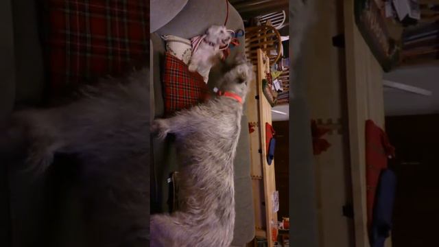 Chloe and Baraca playing.