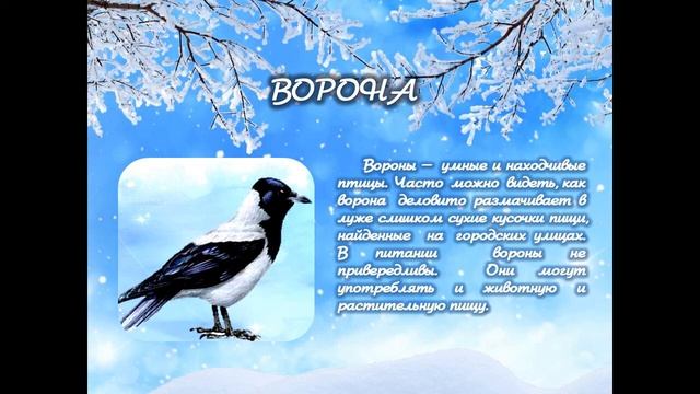 Экологическое онлайн-путешествие «В гостях у зимующих птиц» смотреть онлайн
