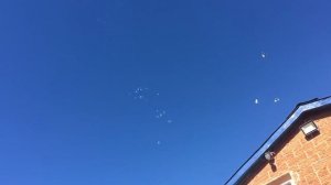 ? Часть 1 - Ветер Юго-Восток. Подкидываем Николаевских голубей. Николаевские голуби 2018 Украина.