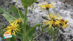 ҚОРА АНДИЗ - СУЯК ЕМИРИЛИШИНИНГ ОСОН ДАВОСИ!