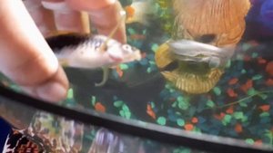 Рыбка меченосец умерла что сней