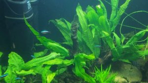 ТРАВНИК 400 ЛИТРОВ, ИТОГИ ПО САЙДЕКСУ, МИНИ РЕДИЗАЙН