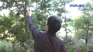 Защитить черешню-вишню от птиц, просто и суперэффективно