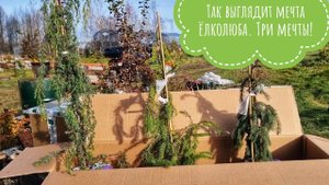 Распаковка хвойных растений из ОХ: ёлок много не бывает! Поясняю, зачем мне столько растений