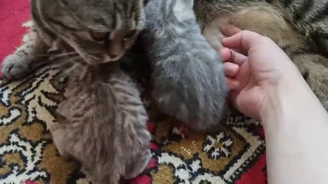 VLOG. Дети делают уроки//Котики подросли//Света готовит Супчик. 06.05.20 смотреть онлайн