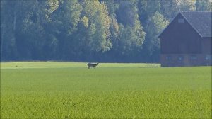 Майско-июньский "винегрет": Что делаем, чем занимаемся. Жизнь в Швеции.