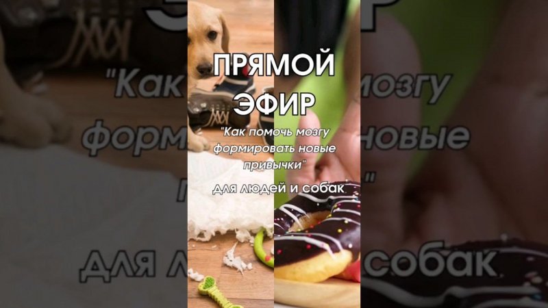 Прямой эфир⚡️Как помочь мозгу формировать привычкиДЛЯ ЛЮДЕЙ И СОБАК