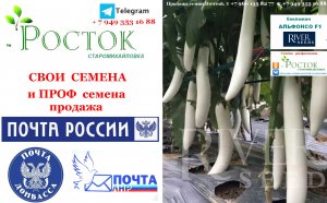 баклажан Альфонсо Проф семена почтой по РОССИИ !